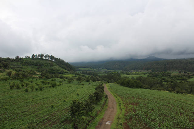 carbon-offset-seeing-the-forest-for-the-trees