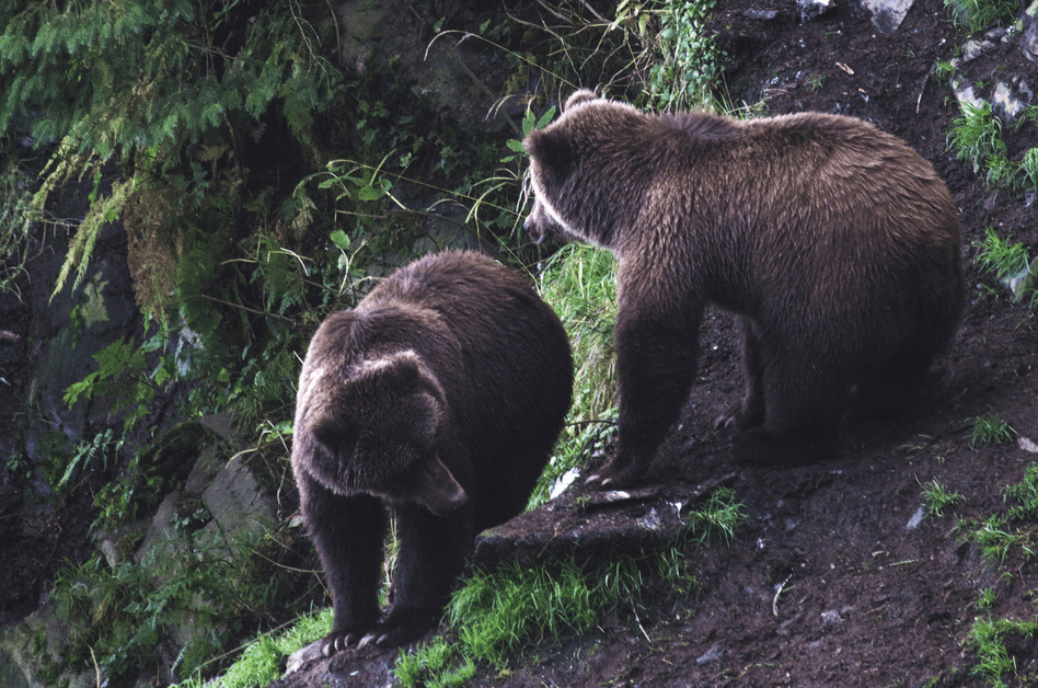 bearadise