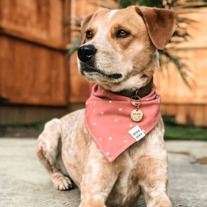 the kind pet bandana